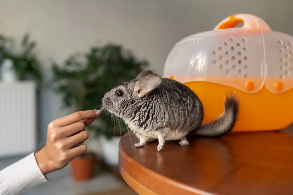 Qué comen las chinchillas: alimentos permitidos, prohibidos y dieta correcta