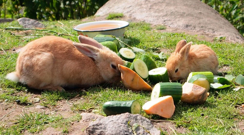 Qué comen los conejos: heno, verduras, pienso y alimentos prohibidos