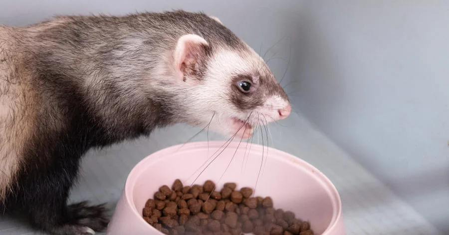 Qué comen los hurones: dieta correcta y alimentos prohibidos