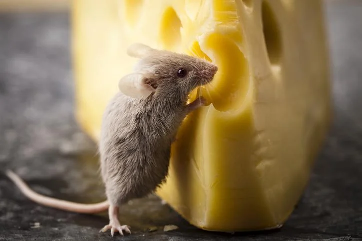 Qué comen los ratones domésticos: alimentos permitidos, prohibidos y dieta correcta