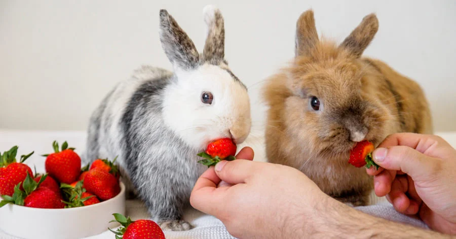 Qué frutas pueden comer los conejos y cada cuánto darlas
