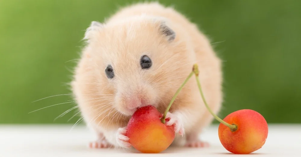 Qué frutas pueden comer los hámsters y cuáles debes evitar