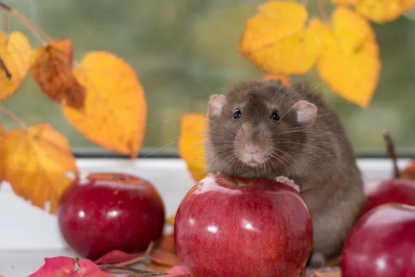 Qué frutas y verduras pueden comer las ratas