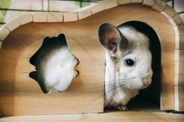 Qué juguetes y accesorios necesita una chinchilla