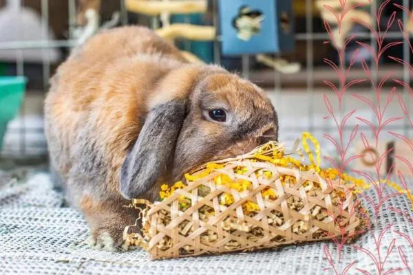 Qué juguetes y enriquecimiento necesitan los conejos