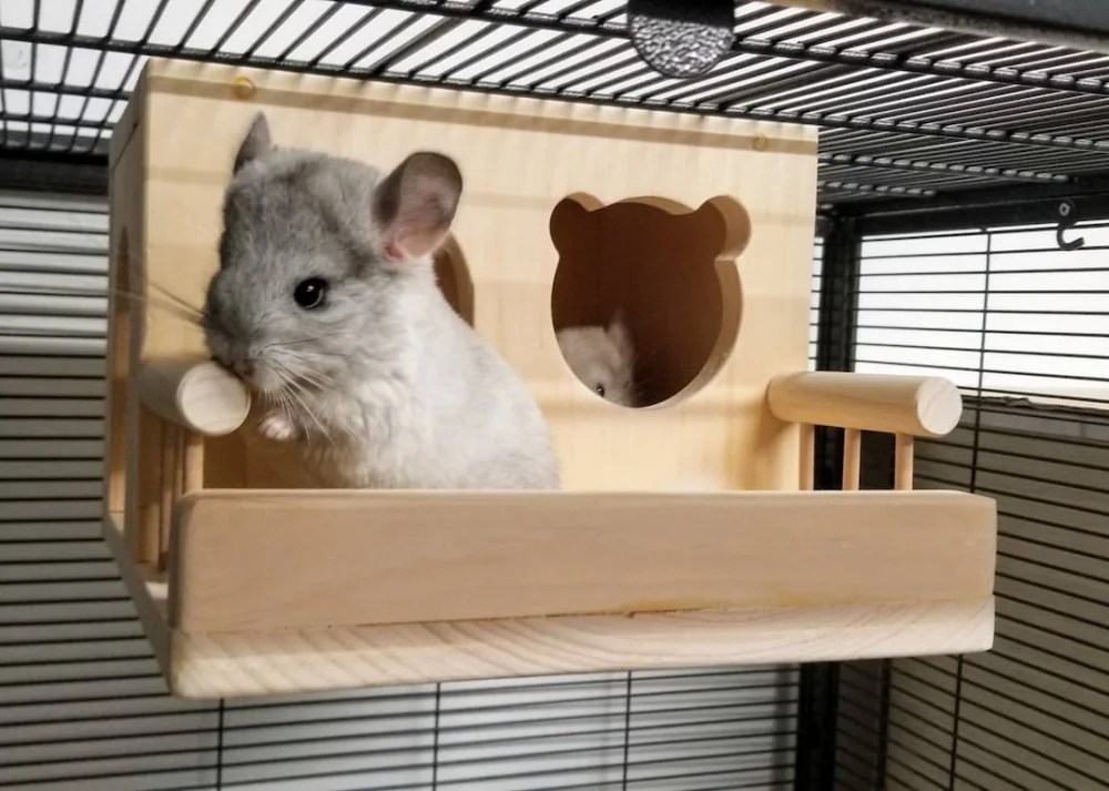 Qué madera pueden roer las chinchillas y cuáles son peligrosas