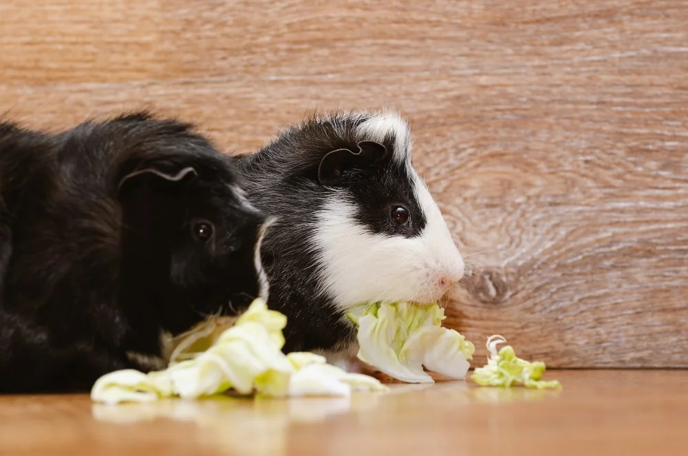 Qué verduras pueden comer las cobayas a diario y cuáles limitar