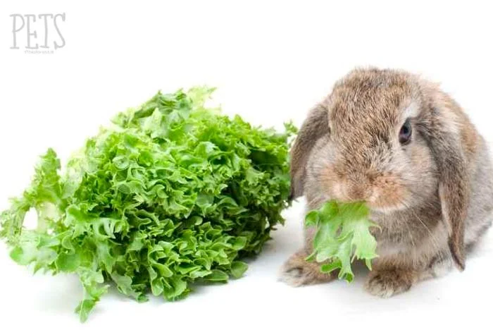Qué verduras pueden comer los conejos a diario y cuáles limitar