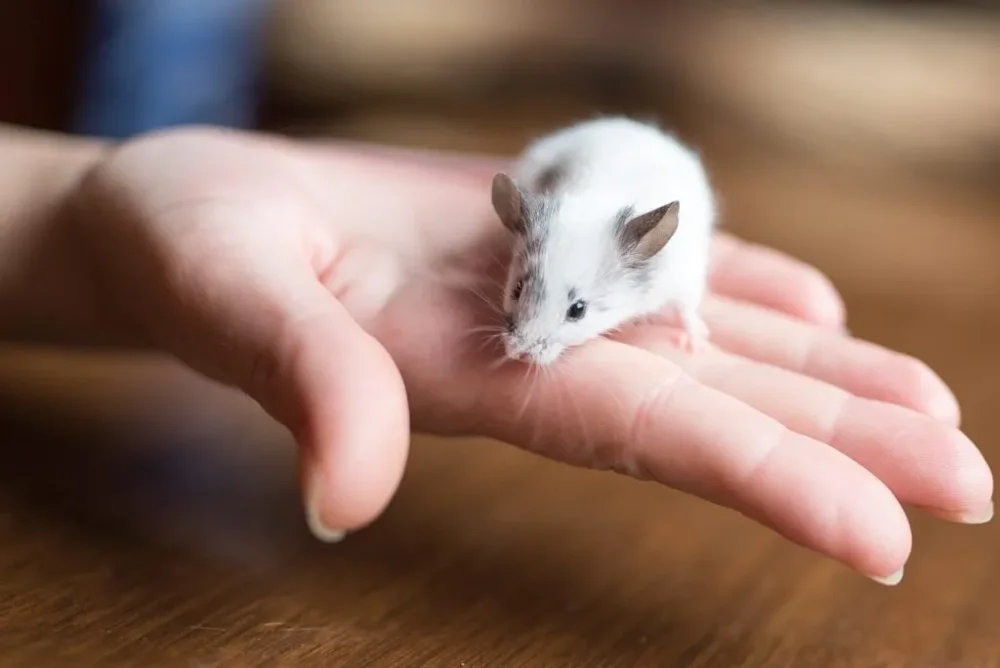 Ratones domésticos para niños: cuidados y responsabilidades
