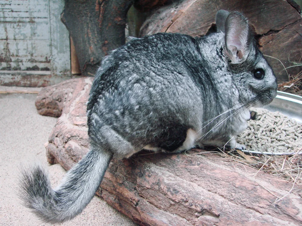 Tipos de chinchillas: especies, variedades y colores más conocidos
