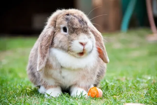 Tipos de conejos domésticos: belier, mini lop, rex, angora y más
