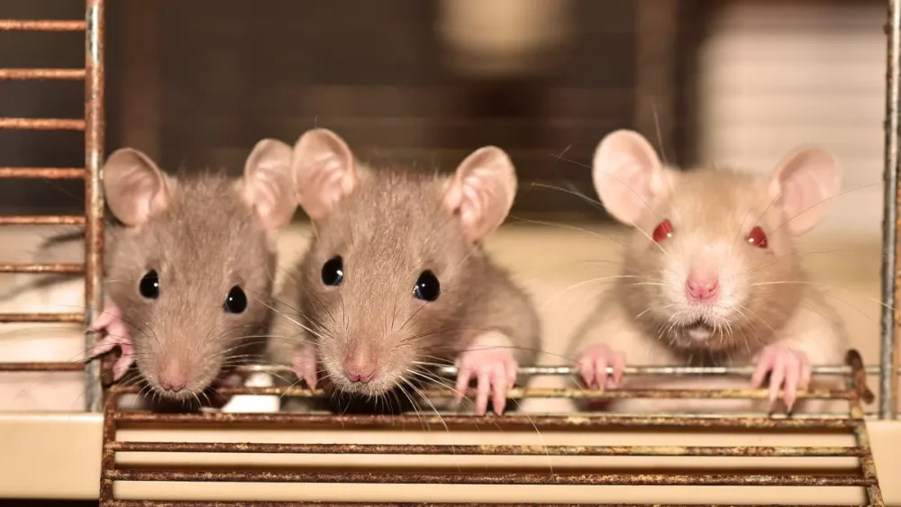 Tipos de ratas domésticas: dumbo, rex, satinada, hooded y otras variedades