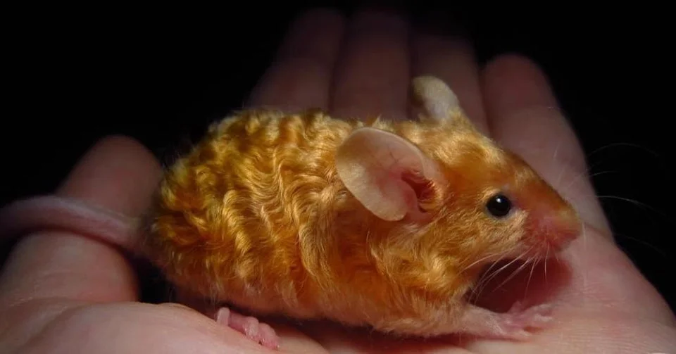 Tipos de ratones domésticos: fancy, satinado, rex, sin pelo y más