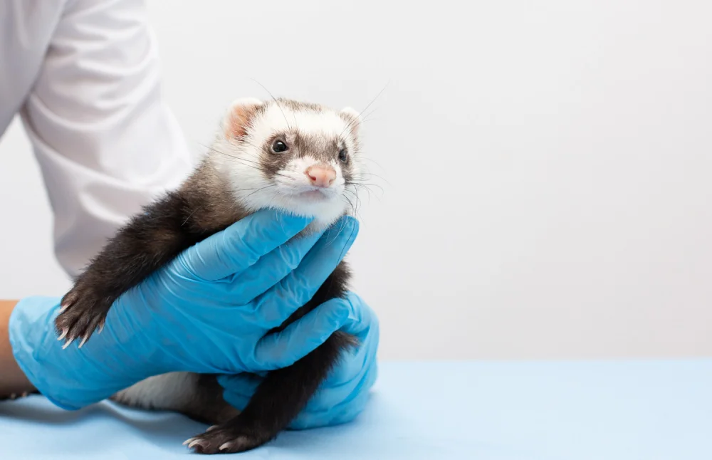 Vacunas y veterinario para hurones: qué debes saber